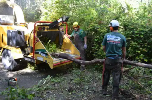 tree services Calhoun